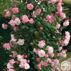 Mary Delany® -RoseLuxe Shop mortimer sackler logo 02