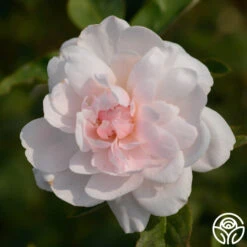 Mary Delany® -RoseLuxe Shop mortimer sackler logo 03