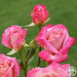 Muzi-Lucia -RoseLuxe Shop muzi lucia 4