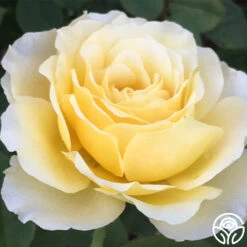 My Best Friend™ -RoseLuxe Shop my best friend 1