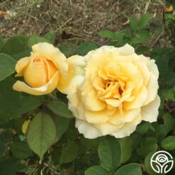 My Best Friend™ -RoseLuxe Shop my best friend 4