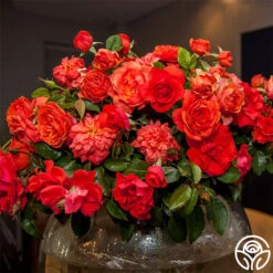 Nelson Mandela -RoseLuxe Shop nelson mandela 2 1