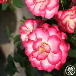 Nicole® -RoseLuxe Shop nicole 4 1 1