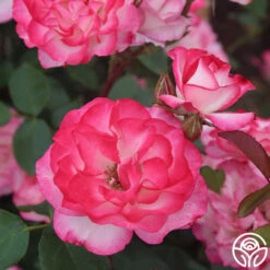 Nicole® -RoseLuxe Shop nicole 5 5