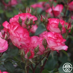 Nicole® -RoseLuxe Shop nicole 6 4