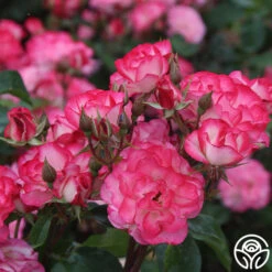 Nicole® -RoseLuxe Shop nicole 7 1