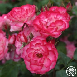 Nicole® -RoseLuxe Shop nicole 8 1