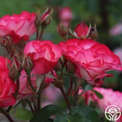 Nicole® -RoseLuxe Shop nicole 9