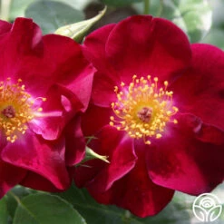 Night Owl™ -RoseLuxe Shop night owl logo 02