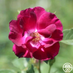 Night Owl™ -RoseLuxe Shop night owl logo 04