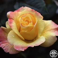 Night Light® -RoseLuxe Shop nightlight logo 01