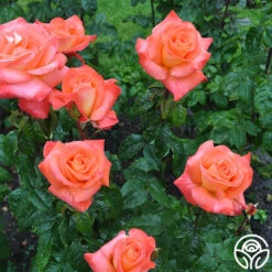 Octoberfest™ -RoseLuxe Shop octoberfest 2 8