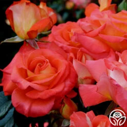 Octoberfest™ -RoseLuxe Shop octoberfest 4 8