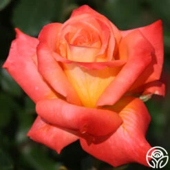 Octoberfest™ -RoseLuxe Shop octoberfest 6 8