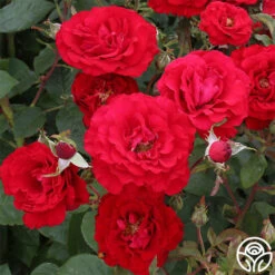 Oh My!™ -RoseLuxe Shop oh my 2jpg