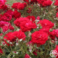 Oh My!™ -RoseLuxe Shop oh my 3 1