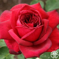 Oklahoma 16 Oklahoma -RoseLuxe Shop oklahoma 2 1