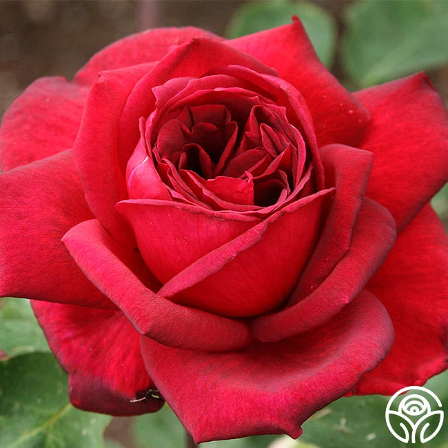 Oklahoma 7 Oklahoma - Image 7