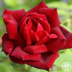 Oklahoma 14 Oklahoma -RoseLuxe Shop oklahoma 3