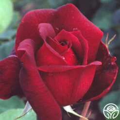 Oklahoma 18 Oklahoma -RoseLuxe Shop oklahoma 4