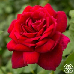 Oklahoma 12 Oklahoma -RoseLuxe Shop oklahoma 6