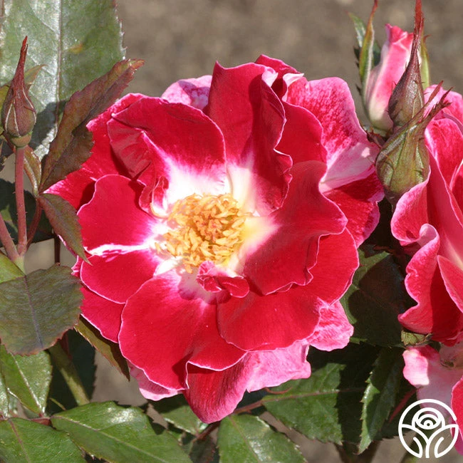 Old Master 2 Old Master - Image 2