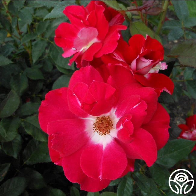 Old Master 5 Old Master - Image 5