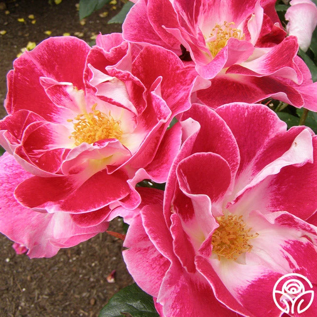 Old Master 4 Old Master - Image 4