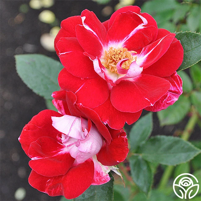 Old Master 1 Old Master