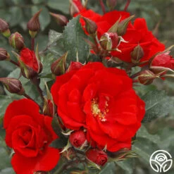 ArboroseĀ® Orange Flareā¢