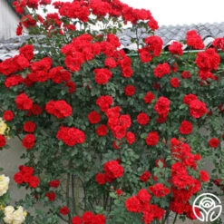 Arborose® Orange Flare™ -RoseLuxe Shop orange flare logo 03