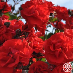 Arborose® Orange Flare™ -RoseLuxe Shop orange flare logo 04