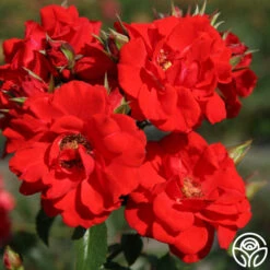 Arborose® Orange Flare™ -RoseLuxe Shop orange flare logo 05