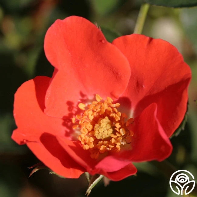 Orange Floorshow 1 Orange Floorshow