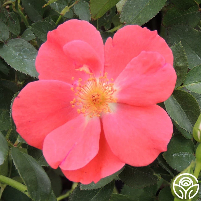 Orange Floorshow 2 Orange Floorshow - Image 2