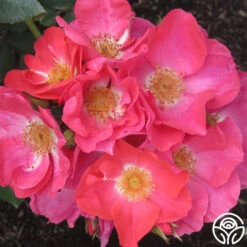 Orange Floorshow 5 Orange Floorshow -RoseLuxe Shop orange floorshow 3