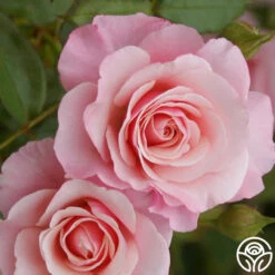 Our Lady Of Guadalupe™