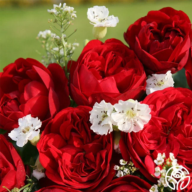 Out Of Rosenheim™ 2 Out Of Rosenheim™ - Image 2