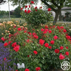 Out Of Rosenheim™ 16 Out Of Rosenheim™ -RoseLuxe Shop out of rosenheim 6