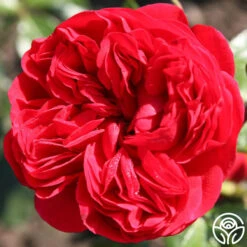 Out Of Rosenheim™ 17 Out Of Rosenheim™ -RoseLuxe Shop out of rosenheim 7