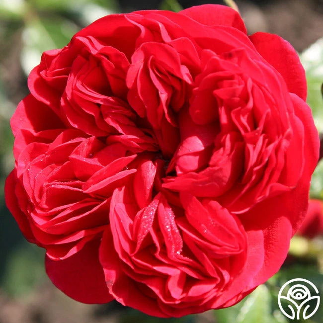 Out Of Rosenheim™ 8 Out Of Rosenheim™ - Image 8