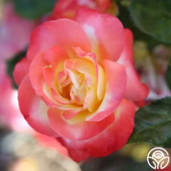 Painted Moon -RoseLuxe Shop painted moon 11