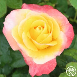 Painted Moon -RoseLuxe Shop painted moon 1 8