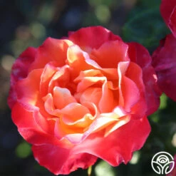 Painted Moon -RoseLuxe Shop painted moon