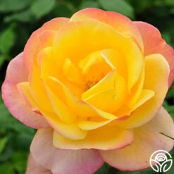 Painted Moon -RoseLuxe Shop painted moon 2 8