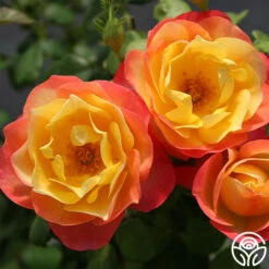 Painted Moon -RoseLuxe Shop painted moon 3 8