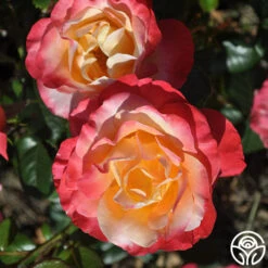 Painted Moon -RoseLuxe Shop painted moon 6 8