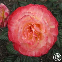 Painted Moon -RoseLuxe Shop painted moon 7