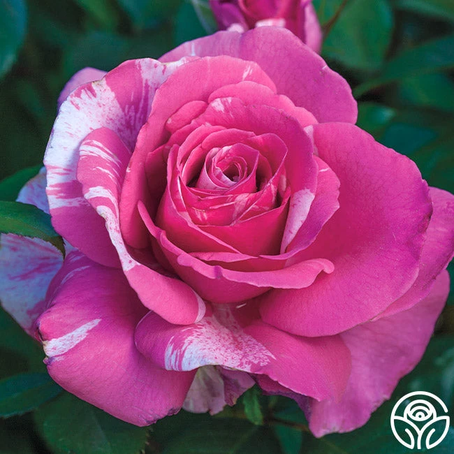 Parade Day™ 1 Parade Day™