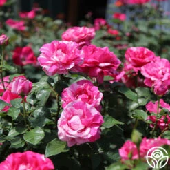 Parade Day™ 19 Parade Day™ -RoseLuxe Shop parade day 2 1